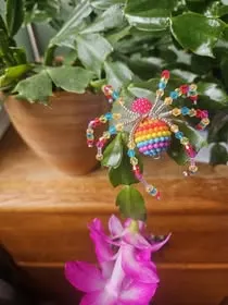 Rainbow beaded spider plant