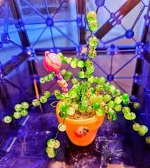 Green beaded plant with pink flower