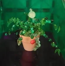 Green beaded plant in small pot